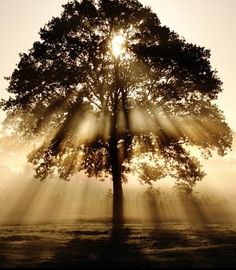 sunshine-through-tree